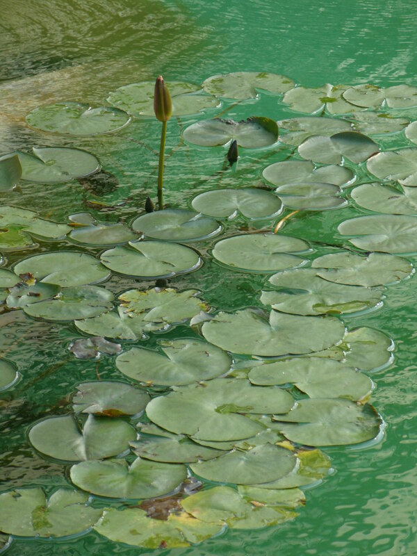 荷葉池塘圖片