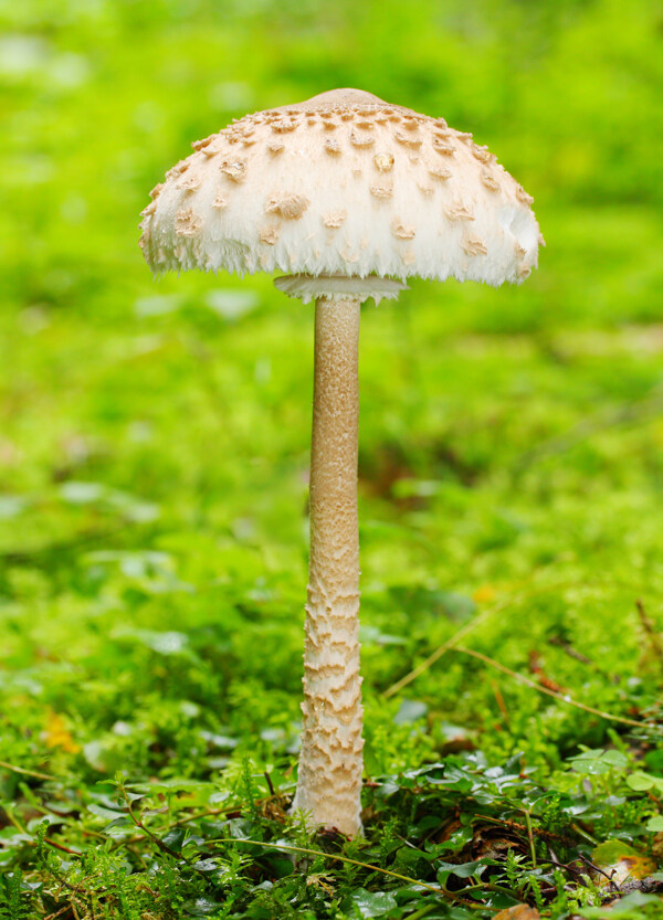 草地生长的蘑菇