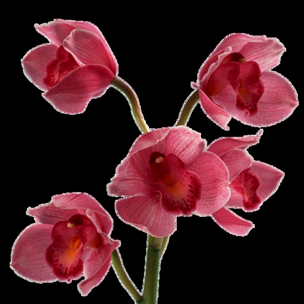 花朵素材2