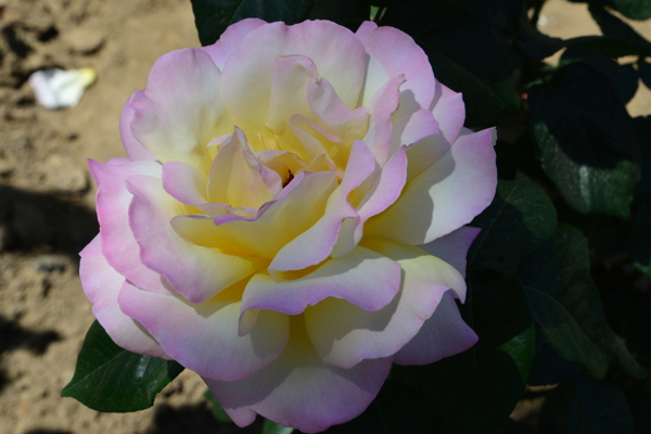月季花
