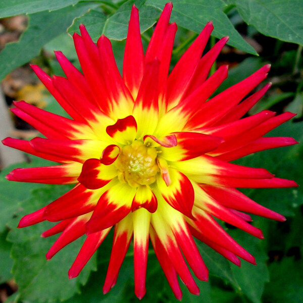 位圖植物攝影寫(xiě)實(shí)花卉花朵數(shù)碼照片免費(fèi)素材