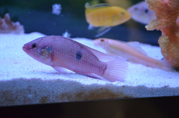 魚海底魚熱帶魚圖片