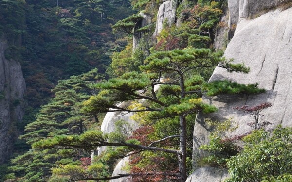 黃山圖片
