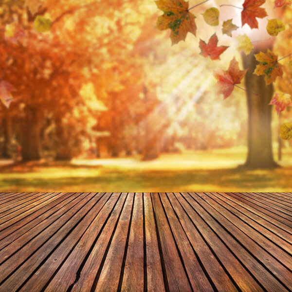秋天唯美枫树林木板背景图片