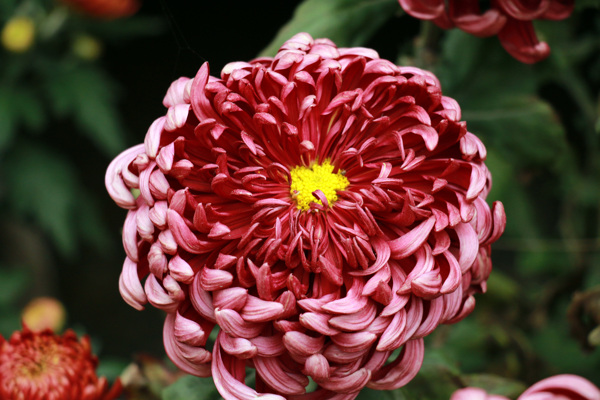 鲜艳红色菊花图片
