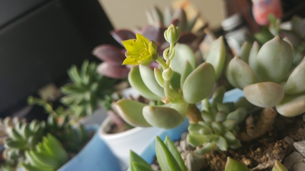 多肉植物