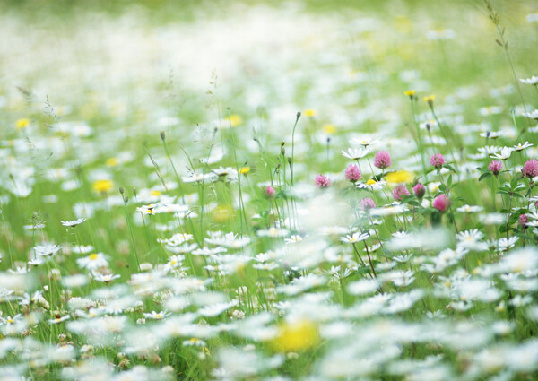 盛开的野菊花图片