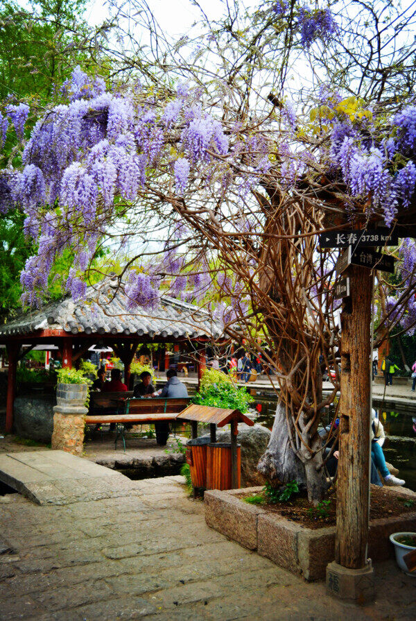 束河紫藤树图片