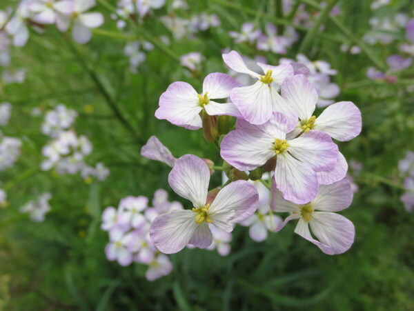 蘿卜花圖片