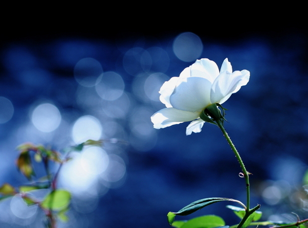位圖植物圖案寫實(shí)花卉花朵野花免費(fèi)素材