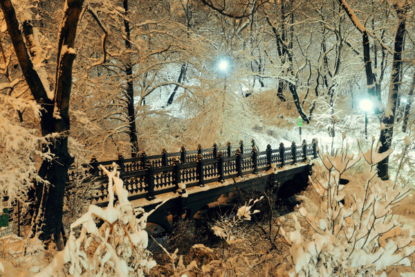 冬季里的树木雪景图片