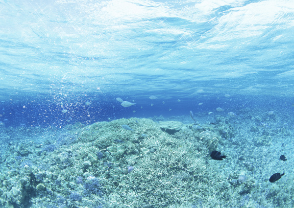 海洋海藻鱼水滴图片
