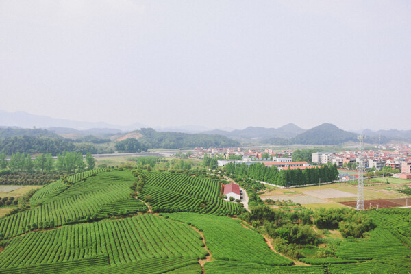 毛店茶山