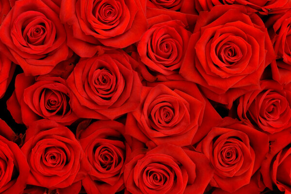 鲜艳的玫瑰花摄影