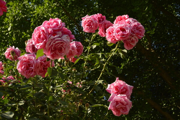 月季花