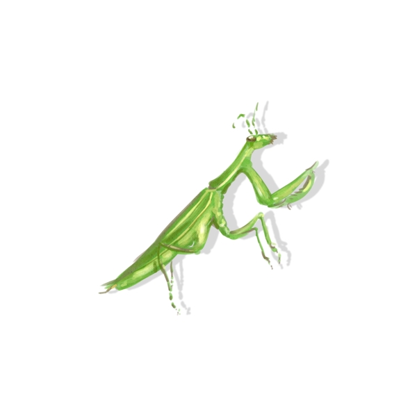 手绘中国风昆虫螳螂飞行虫子动物透明底素材