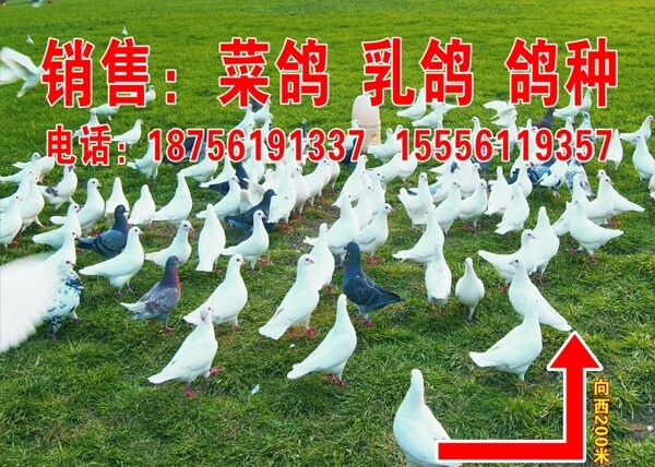 鴿子圖片