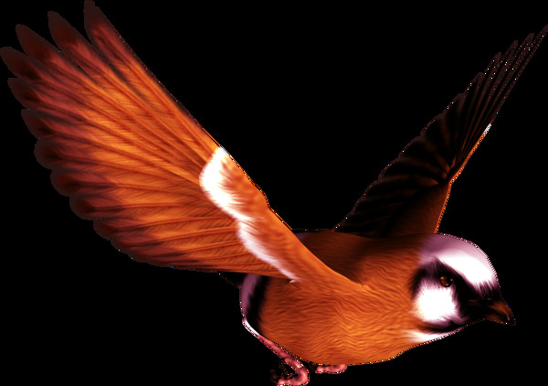 展翅飞翔的红色小鸟免抠png透明图层素材