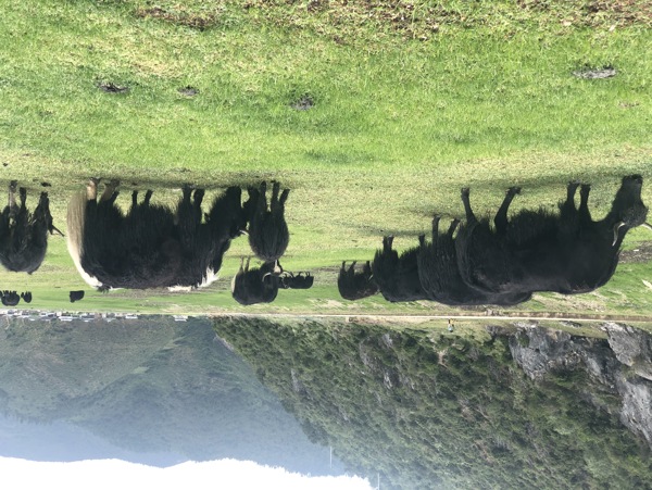 纳帕海草甸的牦牛群