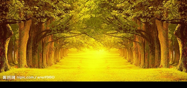 黄金树木图片