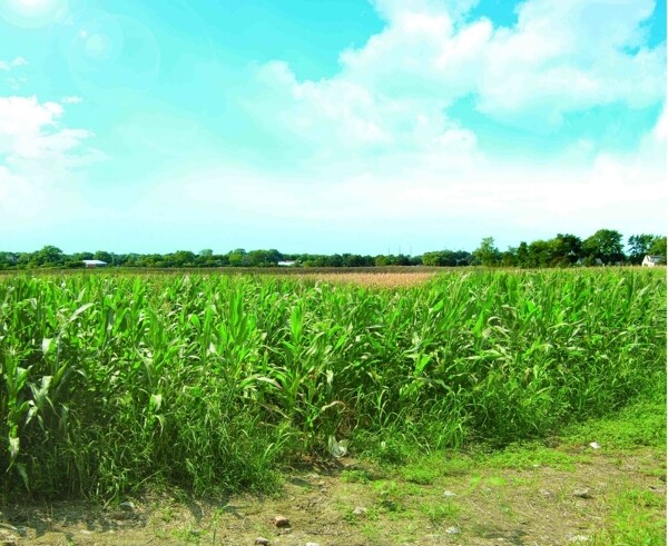 茂盛玉米地