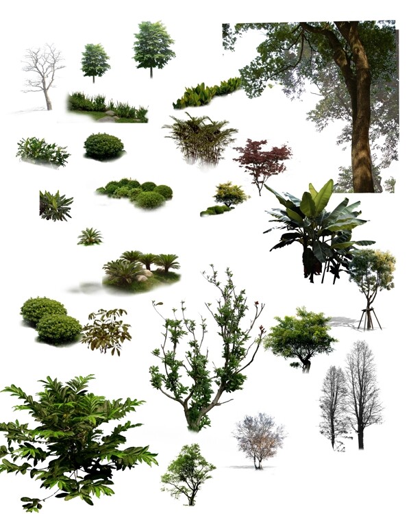 景观树素材