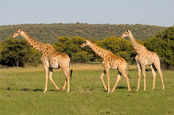 草原上的三只长颈鹿图片
