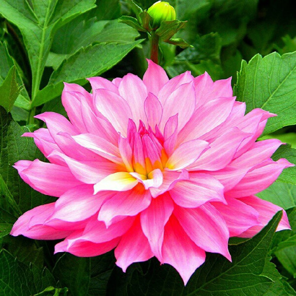 位圖植物攝影寫實(shí)花卉花朵數(shù)碼照片免費(fèi)素材