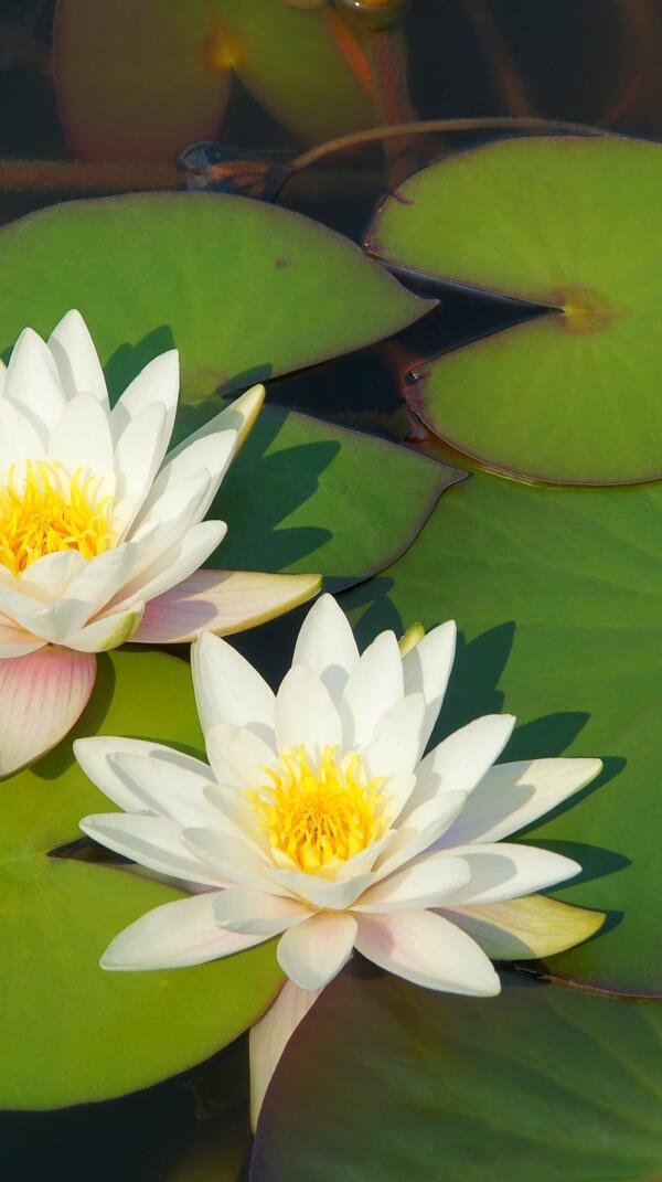 蓮花