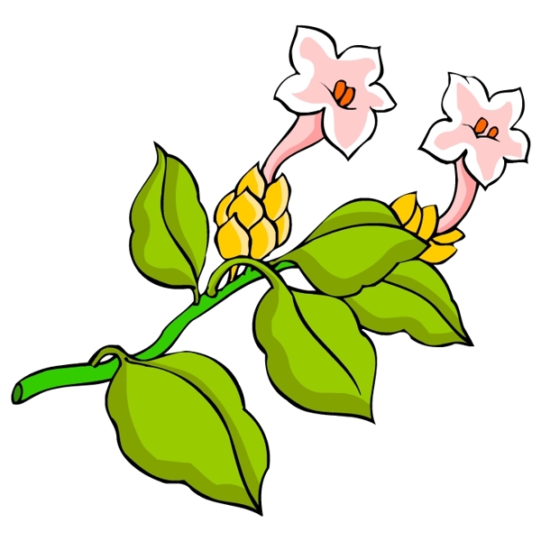 花卉古典插畫