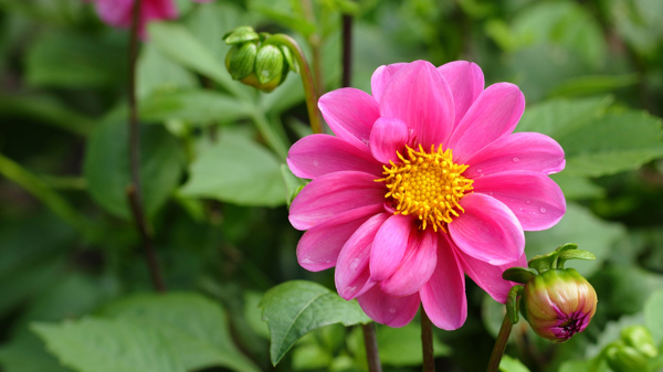 位圖植物花朵寫實(shí)花卉菊花免費(fèi)素材