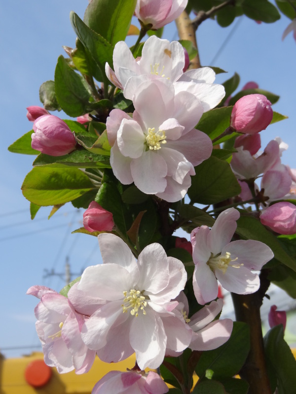 白花圖片
