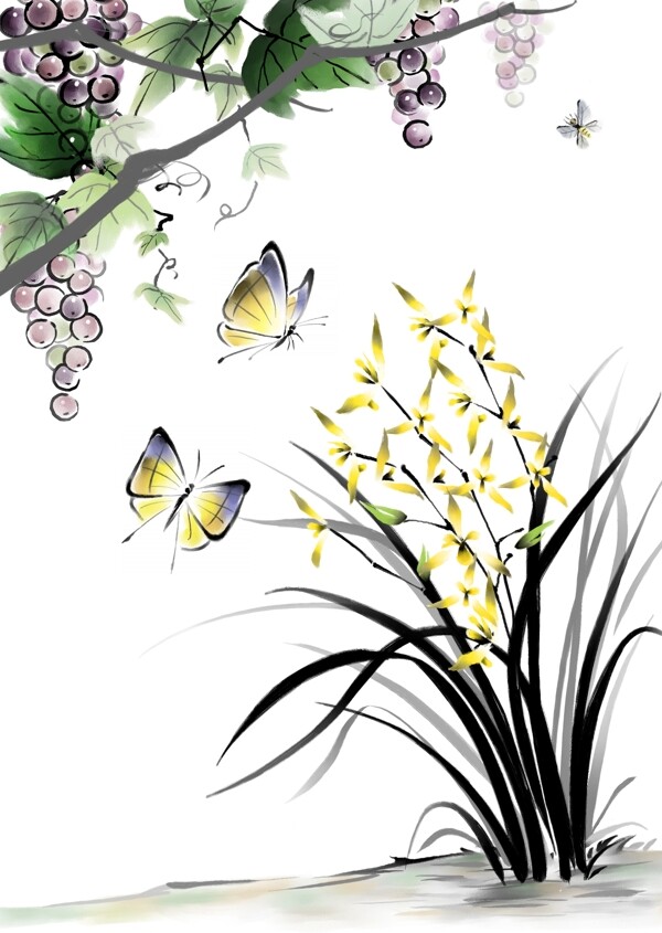 蘭花與葡萄圖片