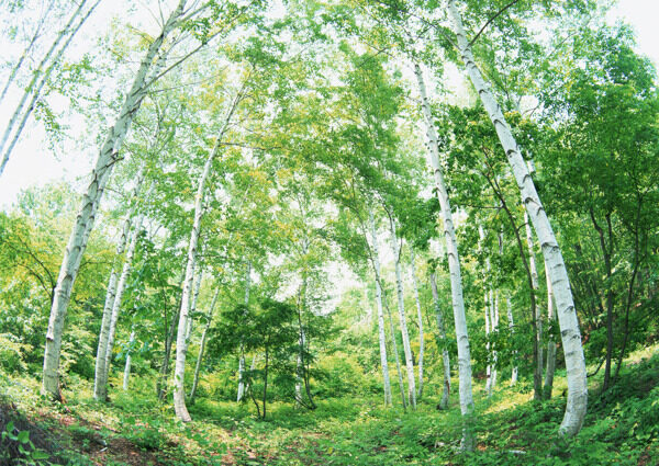 树林图片森林树木图片021