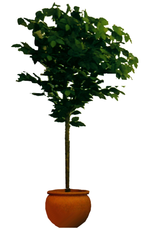 室內(nèi)植物084