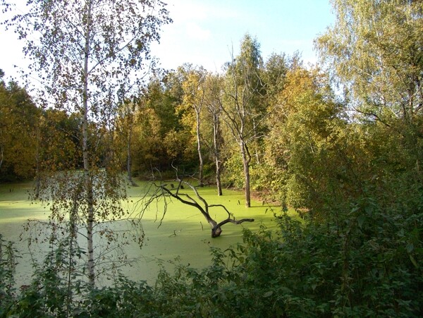 秋天绿色湖水树林风景