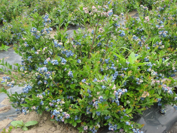 蓝莓高清大图图片