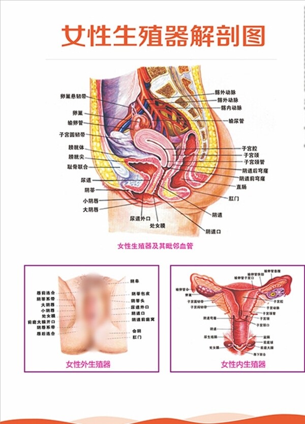 生殖器解剖