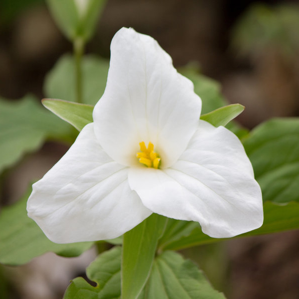 位圖植物攝影寫實(shí)花卉花朵數(shù)碼照片免費(fèi)素材