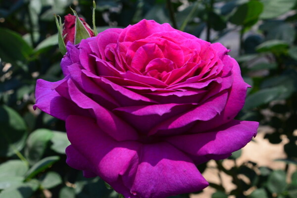 月季花
