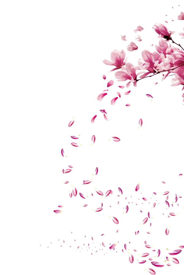花瓣