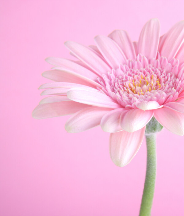 粉红菊花背景