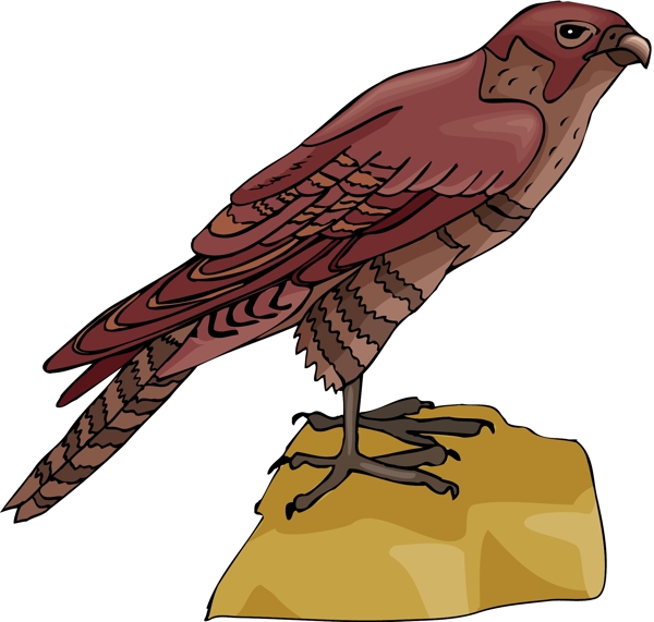 各種鳥類鳥動物矢量素材EPS格式0305