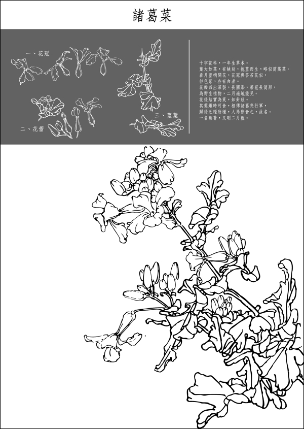 矢量白描諸葛菜