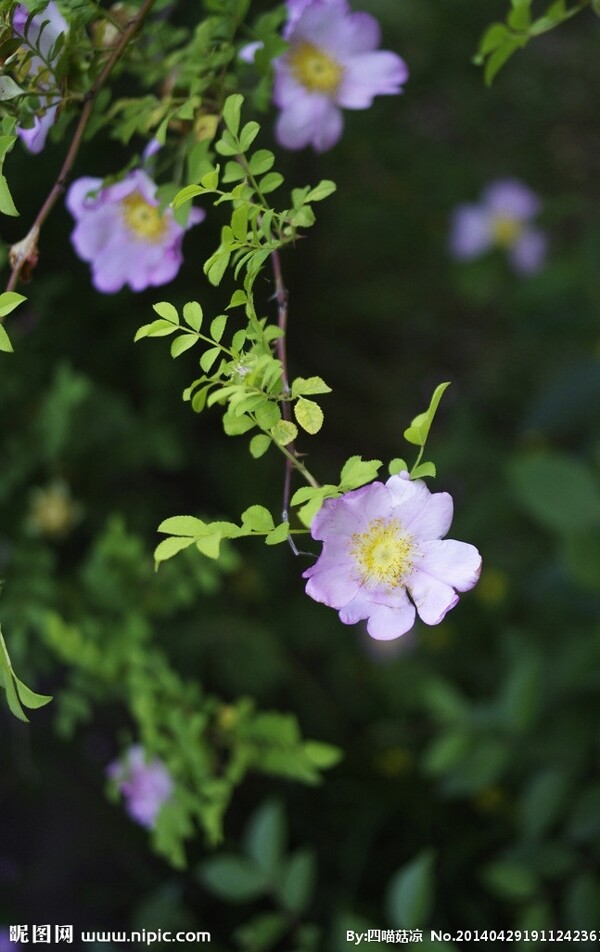 初夏的花圖片