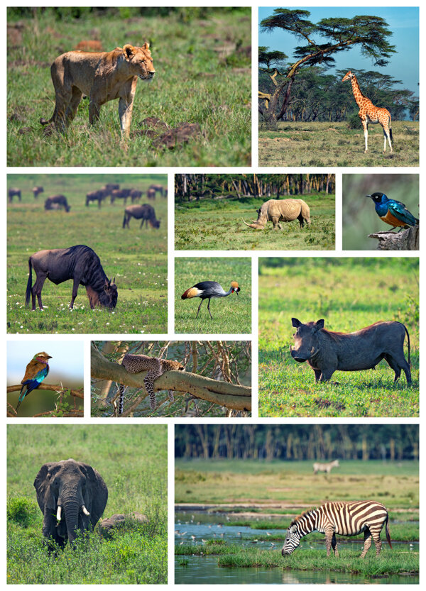 非洲草原动物图片