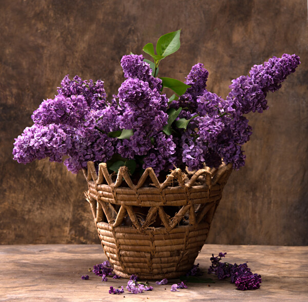 娇美的紫色花卉盆景图片