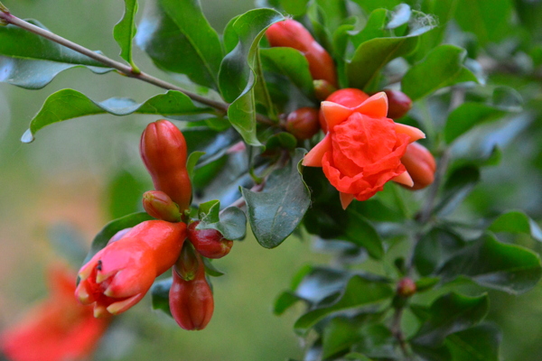 石榴花