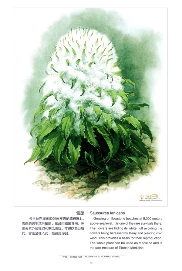 花的畫冊圖片