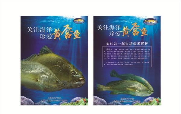 黃唇魚海報